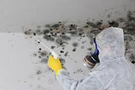 Trusted Monongahela, PA Mold Prevention & Removal  Experts